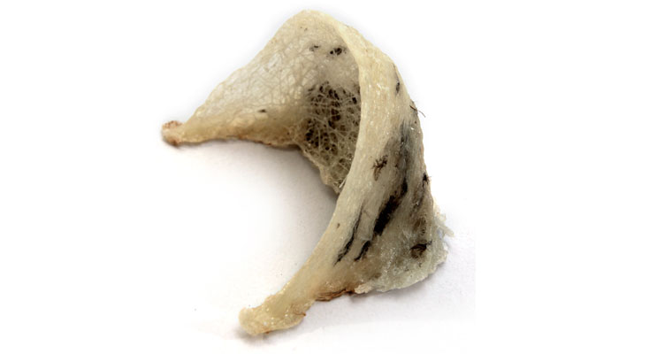 Tổ yến sào